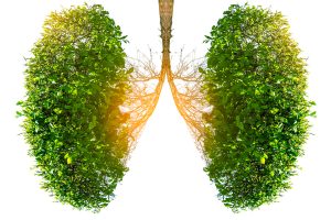 Supplements and Herbs for Lung Health