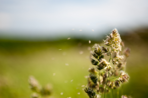 Three Ways to Quickly Relieve Seasonal Allergies