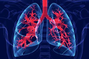 healthy lungs - lung illustration in a body
