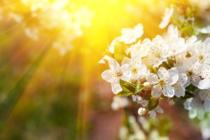 Spring with sun and cherry blossoms