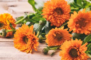 Calendula Marigolds are great for medicinal uses