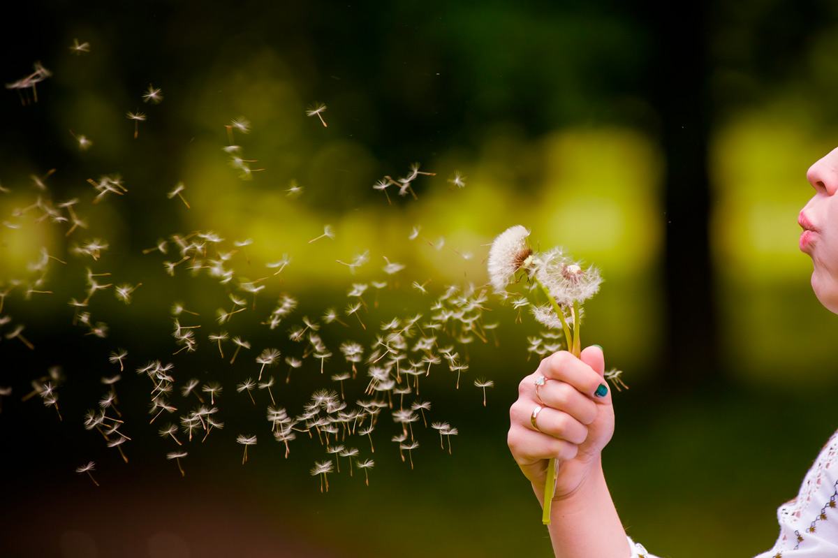 Person blowing dandelion seeds into the wind